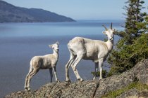 Далль овца и ягненок смотреть на камеру с скалистого уступа, Юго-Центральной Аляске, Аляска, Соединенные Штаты Америки — стоковое фото