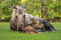 Scenic view of big bull moose with cub lying in grass — Stock Photo