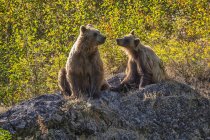 Urso pardo e seu filhote na natureza selvagem — Fotografia de Stock