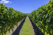 Weinreben mit üppigem, grünem Laub und blauem Himmel; martinborough, wairarapa District, wellington Region, Neuseeland — Stockfoto
