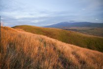 Grass and wildflowers on the slopes of Kohala Mountain with Mauna Kea in the distance, Island of Hawaii, Hawaii, United States of America — Stock Photo