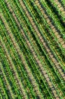 Вид с воздуха прямо на ряды виноградников; Вайнланд, Онтарио, Канада — стоковое фото