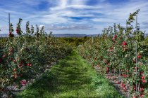 Manzanas nítidas en un huerto; Valle de Annapolis, Nueva Escocia, Canadá - foto de stock