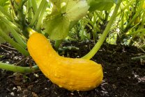 Close-up of a yellow zucchini with water droplets on the plant and dark soil; Calgary, Alberta, Canada — Stock Photo