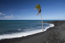 Palmera solitaria en el borde del agua de una playa de arena negra, bahía de Pueo, costa de Kona del Norte; Kailua-Kona, isla de Hawaii, Hawai, Estados Unidos de América - foto de stock