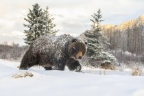Grizzli dans la neige à la nature sauvage — Photo de stock