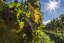 Gros plan de grappes de raisins rouges suspendues à la vigne en rangs d'un vignoble avec un ciel bleu et un éclat de soleil dans le ciel, Piesport, Allemagne — Photo de stock