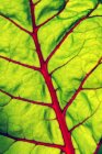 Extremo close-up de uma folha de acelga suíça com veias vermelhas, Calgary, Alberta, Canadá — Fotografia de Stock