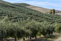 Granja de olivos en una ladera, Vianos, provincia de Albacete, España - foto de stock