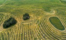 Aerial view of a cut field with hay bales and islands of trees and uncut grass, West of Calgary, Alberta, Canada — Stock Photo