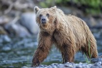 Вид крупным планом медведя гризли на дикую природу, избирательный фокус — стоковое фото