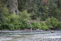 Рыбалка гризли на реке Таку; Атлин, Британская Колумбия, Канада — стоковое фото