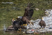 Bald eagles fishing and eating fish on the gravel bar — Stock Photo
