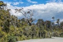 Alte abgestorbene Bäume und grüner Dschungel des Schiffsbachs an der Westküste; Südinsel, Neuseeland — Stockfoto