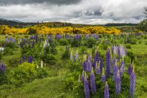 Colorful green pasture with blue lupines at the Eglinton River Valley; South Island, New Zealand — Stock Photo