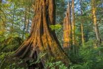 Forêt ancienne avec épinette de Sitka et pruche, forêt nationale des Tongass, sud-est de l'Alaska ; Alaska, États-Unis d'Amérique — Photo de stock