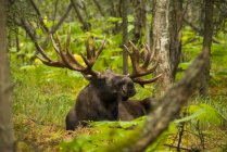 Scenic view of big bull moose in grass at forest — Stock Photo