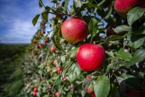 Honigknackige Äpfel im Obstgarten, Annapolis-Tal, Nova Scotia, Kanada — Stockfoto
