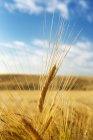 Primo piano di teste di grano dorato in un campo con dolci colline, cielo blu e nuvole, a nord di Calgary; Alberta, Canada — Foto stock