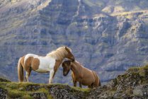 Belos cavalos icelândicos na natureza selvagem na Islândia — Fotografia de Stock