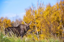 Vue panoramique du grand orignal taureau dans l'herbe à la forêt — Photo de stock
