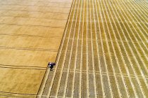 Aerial view of a swather cutting a golden barley field with harvest lines; Beiseker, Alberta, Canada — Stock Photo
