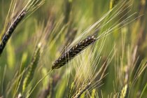 Nahaufnahme von wildem Einkornweizenkopf auf einem Feld; erickson, manitoba, canada — Stockfoto