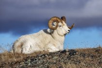 Dall Sheep ram in Denali National Park and Preserve in Interior Alaska in autumn; Alaska, Estados Unidos da América — Fotografia de Stock