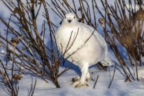 Salgueiro Ptarmigan de pé na neve sob uma árvore com plumagem de inverno branco — Fotografia de Stock