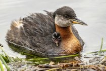 Red-necked grebe with chick in lake together — Stock Photo