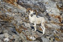 Dall Sheep ram in the high country of Denali National Park and Preserve, Interior Alaska, Alaska, Estados Unidos da América — Fotografia de Stock