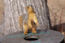 Rotfuchshörnchen im Baum, wildes Leben — Stockfoto