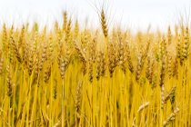 Primer plano de varias cabezas de trigo dorado en un campo, al sur de Calgary; Alberta, Canadá - foto de stock