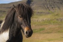 Icelandic horse in the natural landscape, Iceland — Stock Photo