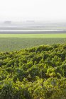 Cépages (Vitis) sur une colline avec brouillard sur les champs agricoles au loin, Gonzales, Californie, États-Unis d'Amérique — Photo de stock