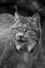 Lynx (Lynx canadensis), Chilkat River; Haines, Alaska, Сполучені Штати Америки — стокове фото