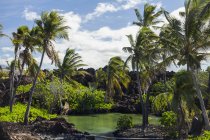 Estanque salobre y palmeras de coco, Kona del Norte; Kailua-Kona, Isla de Hawai, Hawai, Estados Unidos de América - foto de stock
