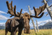 Scenic view of big bull moose looking at camera in field — Stock Photo