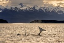 Киты-убийцы (Orcinus orca), также известные как косатка, плавают в сумерках в внутреннем проходе канала Линн на фоне гор Чилкат, Аляска, Соединенные Штаты Америки — стоковое фото