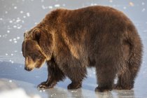Зрелая медведица гризли ходит по льду — стоковое фото