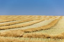 Ripe golden canola cut in a rolling field with harvest lines, stubble and blue sky, Beiseker, Alberta, Canada — Stock Photo