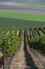 Виноград (Vitis) на боку, Гонсалес, Калифорния, Соединенные Штаты Америки — стоковое фото
