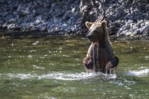 Grizzlybär angelt im Flusswasser — Stockfoto
