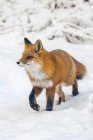 Милый рыжий лис в дикой природе — стоковое фото