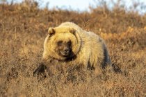 Grizzly oso caminando en marrón hierba - foto de stock