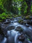 Ruisseau traversant la végétation luxuriante dans une forêt tropicale à Hawaï ; Oahu, Hawaï, États-Unis d'Amérique — Photo de stock