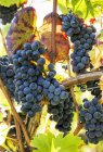 Gros plan de plusieurs grappes de raisins suspendues à la vigne aux feuilles vertes — Photo de stock