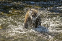 Un ours brun pêche pendant les montaisons estivales de saumon dans la rivière Russian, près de Cooper Landing, dans le centre-sud de l'Alaska ; Alaska, États-Unis d'Amérique — Photo de stock