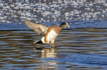 Americano widgeon uccello atterraggio in acqua — Foto stock