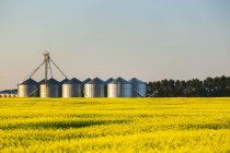 Flowering canola field with large metal grain bins in a row reflecting the warm glow of sunrise bordered by trees, East of Calgary; Alberta, Canada — Stock Photo